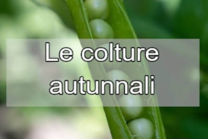 Cosa piantare a novembre: guida alle colture autunnali