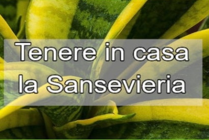 Come Tenere in Casa la Sansevieria