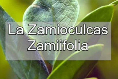 Caratteristiche e consigli sulla Zamioculcas Zamiifolia