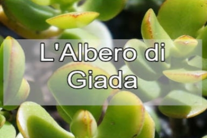 L'Albero di Giada: Cura e Coltivazione in Casa