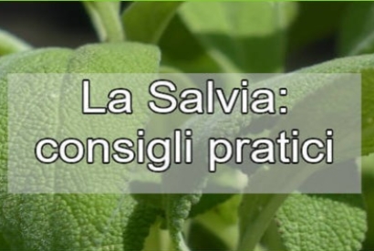 Come coltivare la Salvia