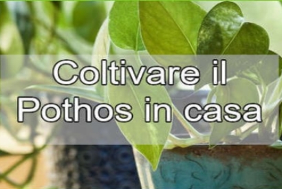 Come Tenere la Pianta di Pothos in Casa