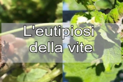 What is it and how to treat Eutypiosis of the Vine - Eutypa lata