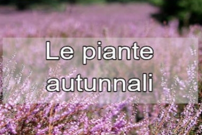 Le piante autunnali: colori e vita per il tuo giardino