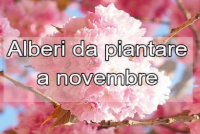 Quale albero si pianta a novembre?