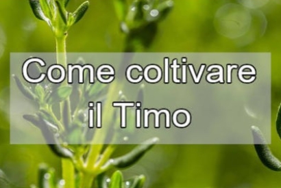 Coltivare e curare il Timo: una guida completa