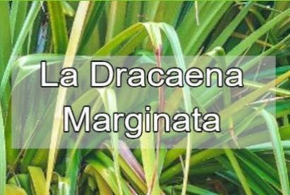 Cura della Dracaena Marginata in ambiente domestico