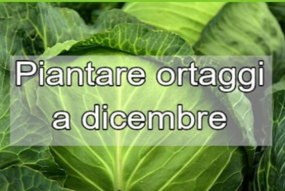 Quali ortaggi si coltivano a Dicembre: una guida completa