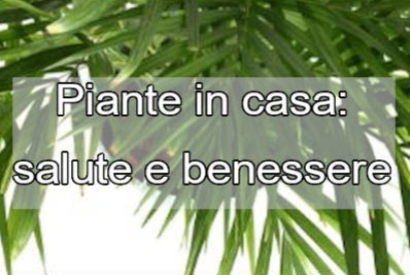  I Vantaggi di avere piante in casa: salute, bellezza e benessere