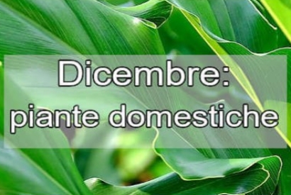 Guida all'acquisto di piante domestiche a dicembre