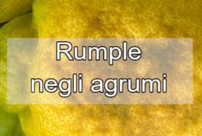 Come Prevenire e Curare la Fisiopatia Rumple del limone