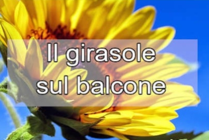 Come far crescere il girasole sul balcone