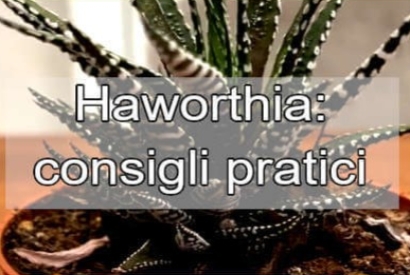 Cura e caratteristiche dell'Haworthia