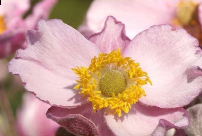 Piante fiorite per il tuo giardino a dicembre