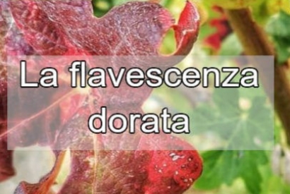 Flavescenza dorata: Cos’è, come riconoscerla e come combatterla