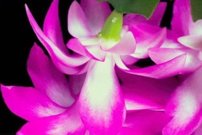 Cactus di Natale (Schlumbergera): Caratteristiche e Benefici per la Casa