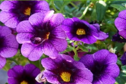 Petunia: Come Coltivarla in Giardino in Modo Ottimale