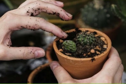 Quali piante coltivare in un giardino domestico