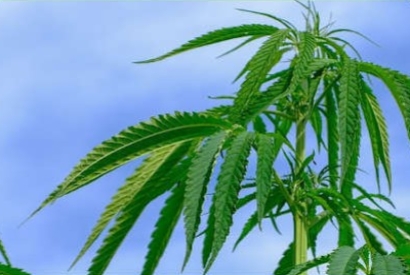 Come Combattere il Ragnetto Rosso sulla Cannabis Sativa L.