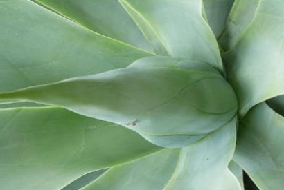 Agave: caratteristiche e coltivazione