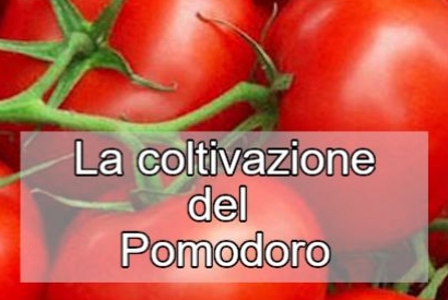 La coltivazione del pomodoro: guida, consigli e trattamenti