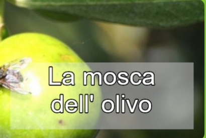 Combattere la mosca dell'olivo con trattamenti mirati 