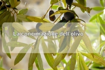 Concimazione dell'olivo: consigli su come e quando concimare