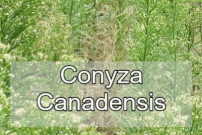 Come combattere l'erba infestante Conyza Canadensis 