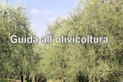 Olivicoltura: guida alla coltivazione di un oliveto