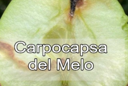 Come eliminare la carpocapsa del melo Cydia pomonella L.