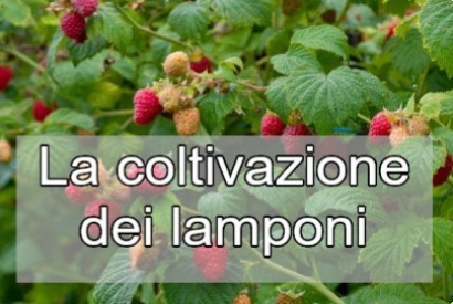 Come coltivare i Lamponi